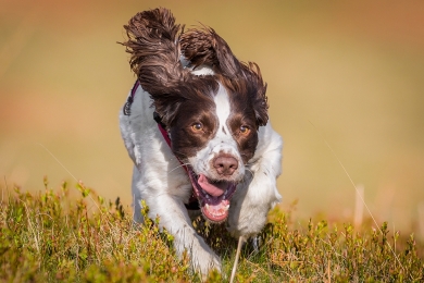 Conheça as 10 raças de cães mais inteligentes do mundo