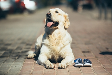 Como ajudar o seu cachorro a ter uma vida longa e saudável