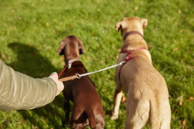 Como preparar seu pet para voltar à sua rotina antes da pandemia