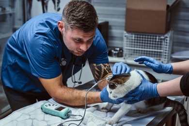  Veterinária: como é o curso técnico na área