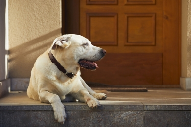 Saiba como ajudar os pets a enfrentar os dias secos