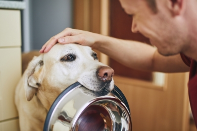 Você sabe quantas vezes ao dia deve alimentar o seu pet?