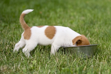 Como escolher a ração ideal para meu pet?