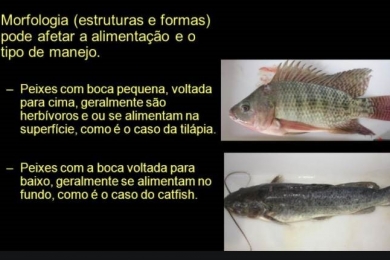 Diferenças entre rações para variadas espécies de peixes | Luiz Gomide Ferraz