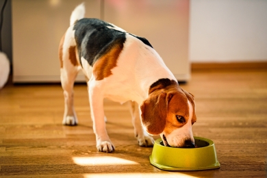 Produção de ração para cães: entenda suas particularidades