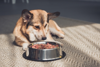 Saúde pet: entenda o perigo de uma alimentação incorreta para cães e gatos