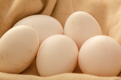 Superalimento, o ovo pode incrementar o cardápio de cães e gatos
