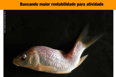 Estratégias na formulação proteico-energética na nutrição de peixes | Gláucio Magalhães