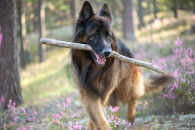 Sudeste representa metade da população pet do Brasil - Revista Pet Food Brasil