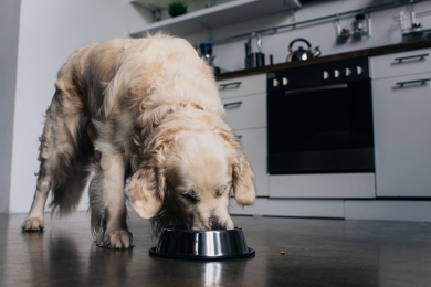 Como escolher o comedouro certo para cada tipo de cachorro? Veja opções