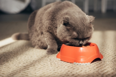 Qual é a melhor ração para gatos? Veja como escolher