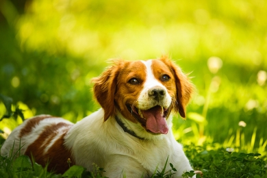 Veja dicas de alimentação para os pets no verão