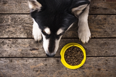 Mudar a ração do cachorro faz mal? Quando trocar? Entenda aqui