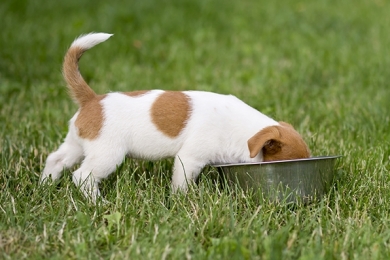  Qual é a quantidade de ração para cachorro ideal?