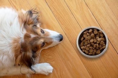 Pets têm cada vez mais câncer e ração não é explicação para isso