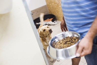 Saiba como cuidar do seu pet no frio