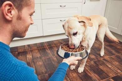  Principais cuidados com a alimentação dos pets