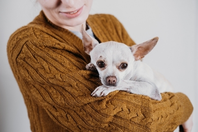 Mercado Pet um dos que mais cresce no Brasil em 2020