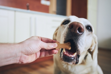 Ração seca: você sabe quanto deve dar ao seu cachorro?