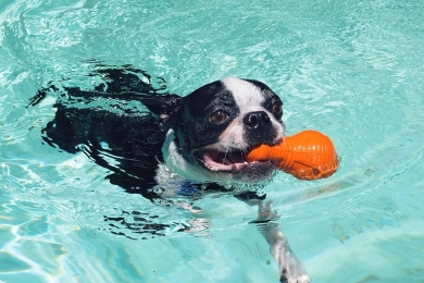Cães que bebem água da piscina: os perigos do cloro