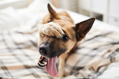 Muito se fala a respeito dos cuidados com os animais de estimação em cada fase da vida, pois, assim como os seres humanos, as necessidades dos amigos de quatro patas variam conforme o envelhecimento avança