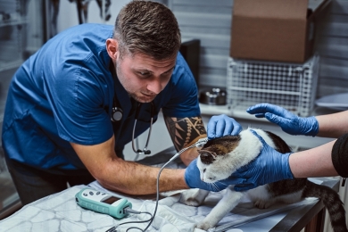  Veterinária: como é o curso técnico na área