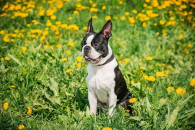 Como cuidar do seu pet na primavera