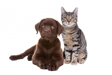 Entenda porque você deve identificar o seu pet