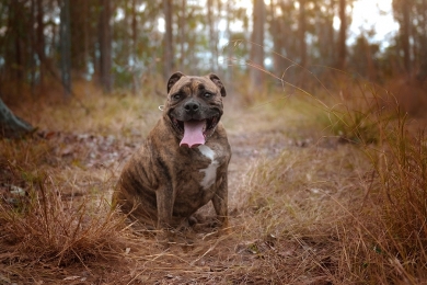 Como Emagrecer o Cachorro – Dicas e ideias de como fazer isso