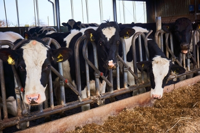 Produção de ração e sal animal tem alta estimada em 4,5%