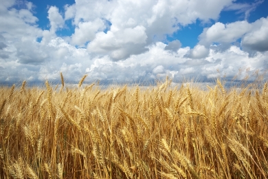 Trigo pode impactar a segurança alimentar global