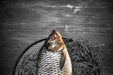 Produção brasileira de peixe de cultivo apresenta crescimento