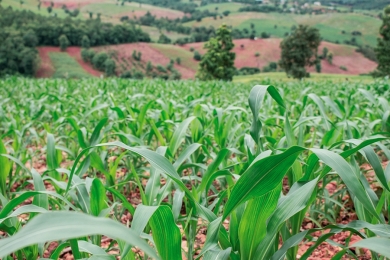 Agronegócio busca colocar ESG em prática