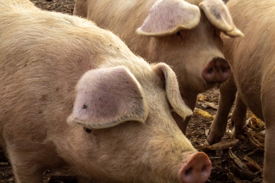 Custo de produção de frango cai 2,61% em junho; suínos se mantém estável