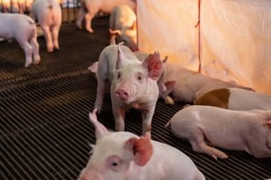 Conceitos de imunonutrição trazem benefícios a suinocultura
