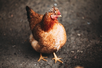 Frango: Análise Conjuntural Agromensal Agosto/22 do Cepea/Esalq/USP