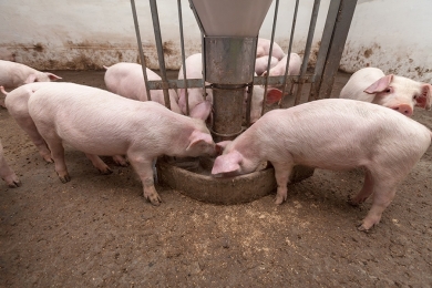 Preços do suíno vivo registram quedas no mercado independente