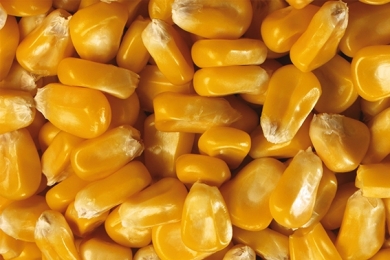 Preços do milho seguem firmes no mercado interno