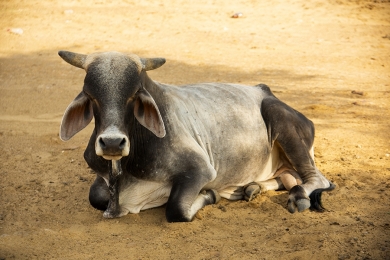 Boi/Cepea: Setor pecuário nacional investe, e abate cresce em 2022