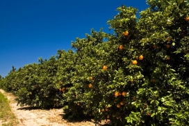 Por que fertilizantes organominerais são uma alternativa interessante para sua lavoura