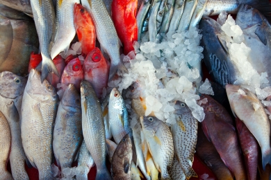 A Balança Comercial brasileira de pescado em 2024