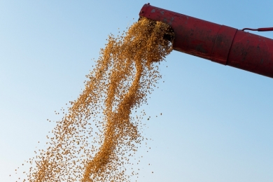 Produção de ração no Brasil cresce 2,4% em 2024, o dobro do índice global
