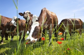  Proteína animal em alta pressões 