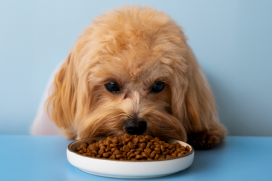 A indústria de alimentos para animais de estimação já abrange 92% do mercado equatoriano.